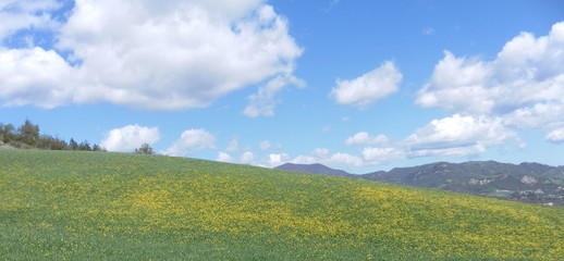 Field with yellow flowers and blue sky. Apennines, Bologna, Italy