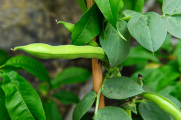 Broad Bean