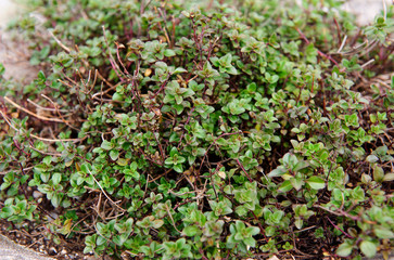 Thyme growing