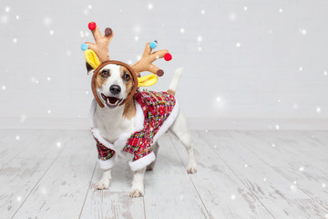 Dog in a christmas costume