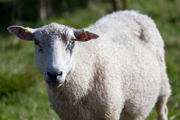 Naklejka na ściany i meble Sheep in a field