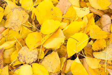 fallen yellow autumn leaves