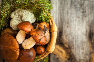 Forest picking mushrooms in a basket. Fresh raw mushrooms on wooden table
