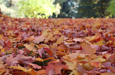 Herbst Blätter