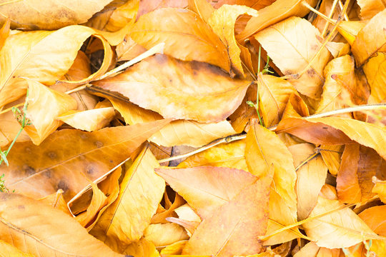 heap of autumn leaves on the grass close-up