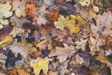 Autumn painting, Autumn maple leaves, different colors