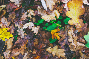 Autumn painting, Autumn maple leaves, different colors