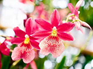 Miltonia