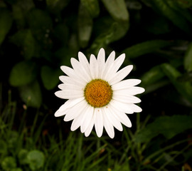 Obraz premium daisy in the grass