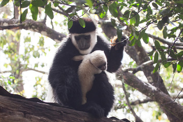 Close up black and white colobus monkey