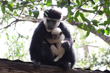 Close up black and white colobus monkey
