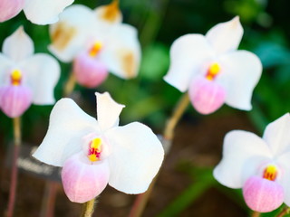 Fototapeta premium Paphiopedilum delenatii
