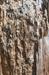 The trunk of an old rotten tree as a natural background on sunny day, shallow depth of field; Pine eaten by beetles