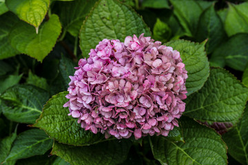Fototapeta premium flowers in the garden