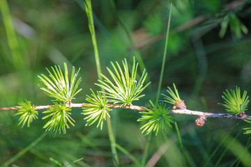branch with green leaves