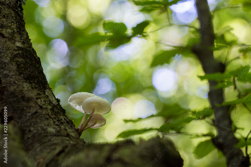 Wall mural oudemansiella mucida, commonly known as porcelain fungus