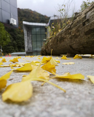 Colorful autumn forest of Erlangshan mountain, in Yana, Sichuan province, China.