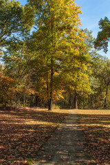 Fototapeta na wymiar Vibrant Yellow Green Autumn Tree Under Blue Sky Along a Straight Gravel Nature Trail