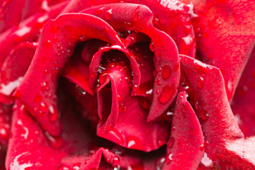 red rose petals after rain
