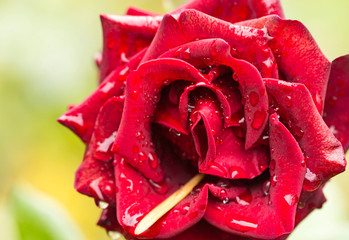 red rose with raindrops