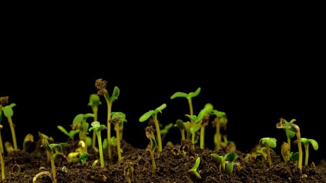 Marijuana Plant Growing on a Black Background. Time Lapse. 4K. 