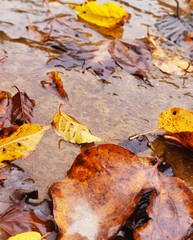 Colorful autumn forest of Erlangshan mountain, in Yana, Sichuan province, China.