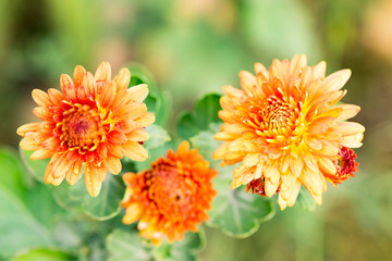 three orange flowers with buds after the rain