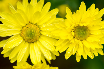 two yellow flower macro
