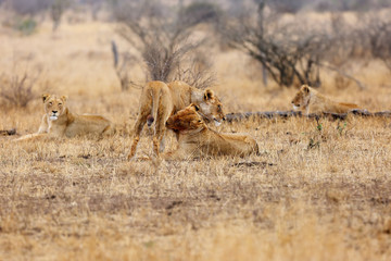 The Southern lion (Panthera leo melanochaita) also as the East-Southern African lion or Eastern-Southern African lion or Panthera leo kruegeri. Two adult lionesses greeting each other.