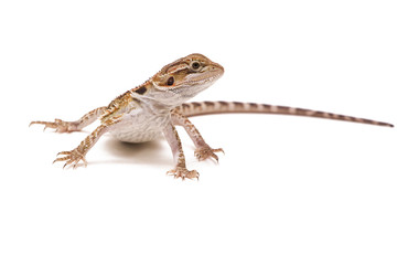 Bearded dragon. Pogona vitticeps isolated on white background.