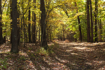 Long Diagonal Shadows Across Bright Yellow and Green Autumn Forest With a Brown Leaf Covered Trail