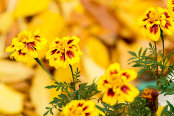 yellow flowers on a background of yellow leaves