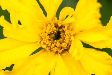 yellow petals of autumn flower macro