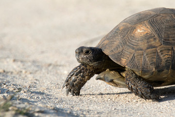 turtle on rock