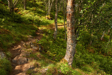 Obraz premium traumhafter Wanderweg durch einen Birkenwald am Geiranger Fjord