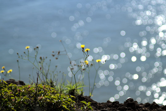 G&auml;nsebl&uuml;mchen mit Meereshintergrund