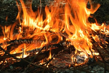 Fire on forest floor burning fallen branches 3