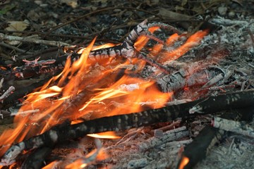 Fire on forest floor burning fallen branches 5