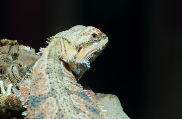 Bunte Echse sitzt auf einem Stein / Colorful lizard sits on a stone