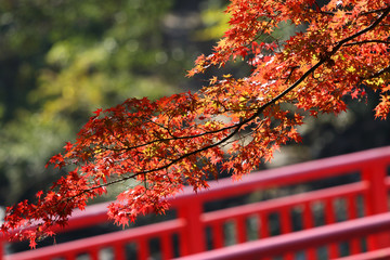 紅葉