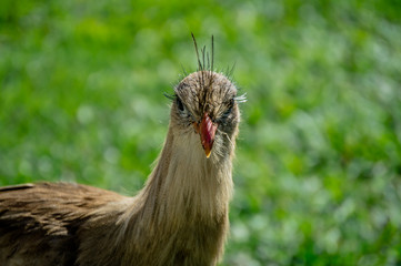 Siriema