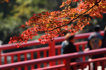 紅葉と橋
