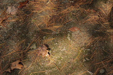 Brown Dirt Trail Background Texture With Pine Needles and Orange Autumn Leaves