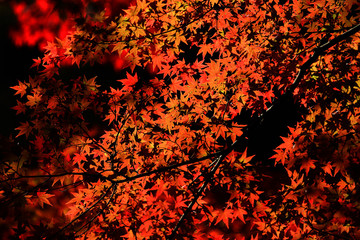 紅葉・カエデ
