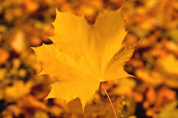 Fototapeta na wymiar Yellow maple leaf, bright and saturated color, background of maple leaves in the blur, close-up