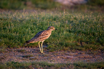 Eurasian stone curlew