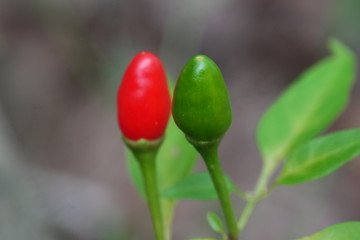 Green Thai pepper with red macro