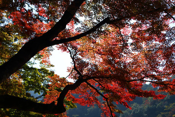 鮮やかな紅葉