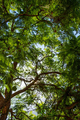 Urlaub, Mallorca, Palmen, Bananen, Wandern, Katze, Kitty, Tiere, Früchte