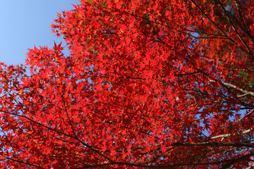 紅葉